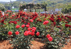 エコパークin水俣バラ園