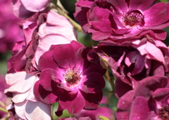 エコパークin水俣バラ園