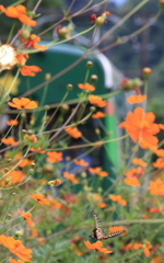 ケロロ電車と揚羽蝶2