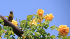 エコパークin水俣バラ園