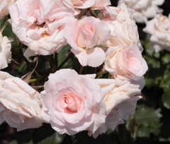 エコパークin水俣バラ園