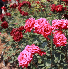 エコパークin水俣バラ園