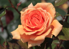 エコパークin水俣バラ園