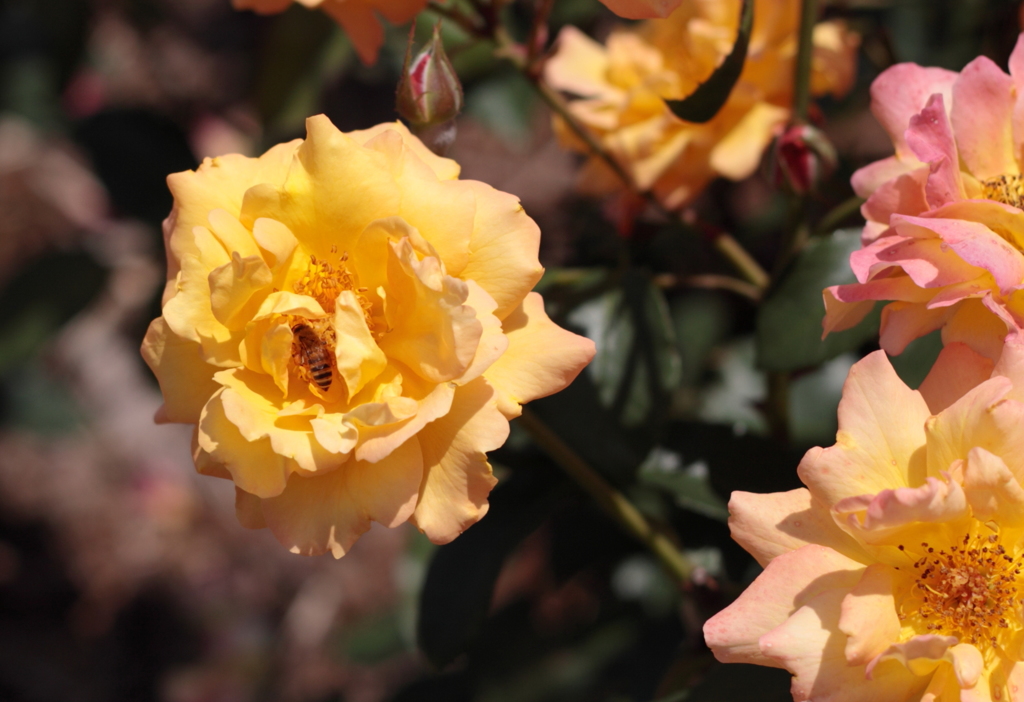 エコパークin水俣バラ園