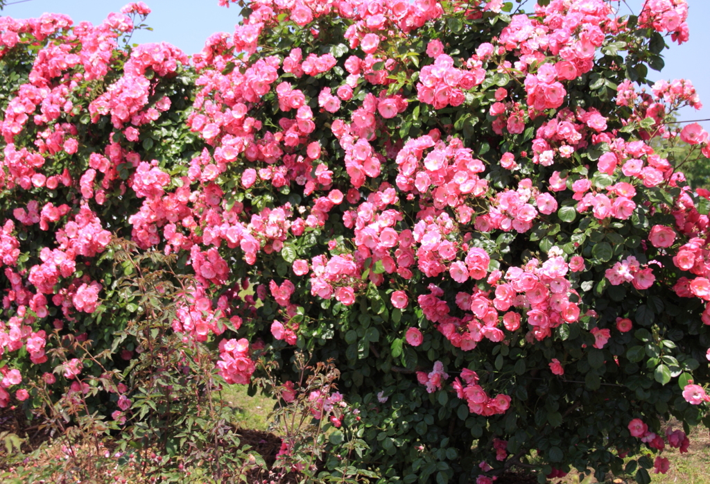 エコパークin水俣バラ園