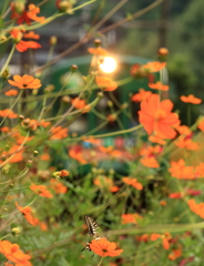 ケロロ電車と揚羽蝶