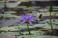 花鳥園というくらいなので、