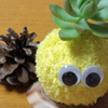 かわいい多肉性植物