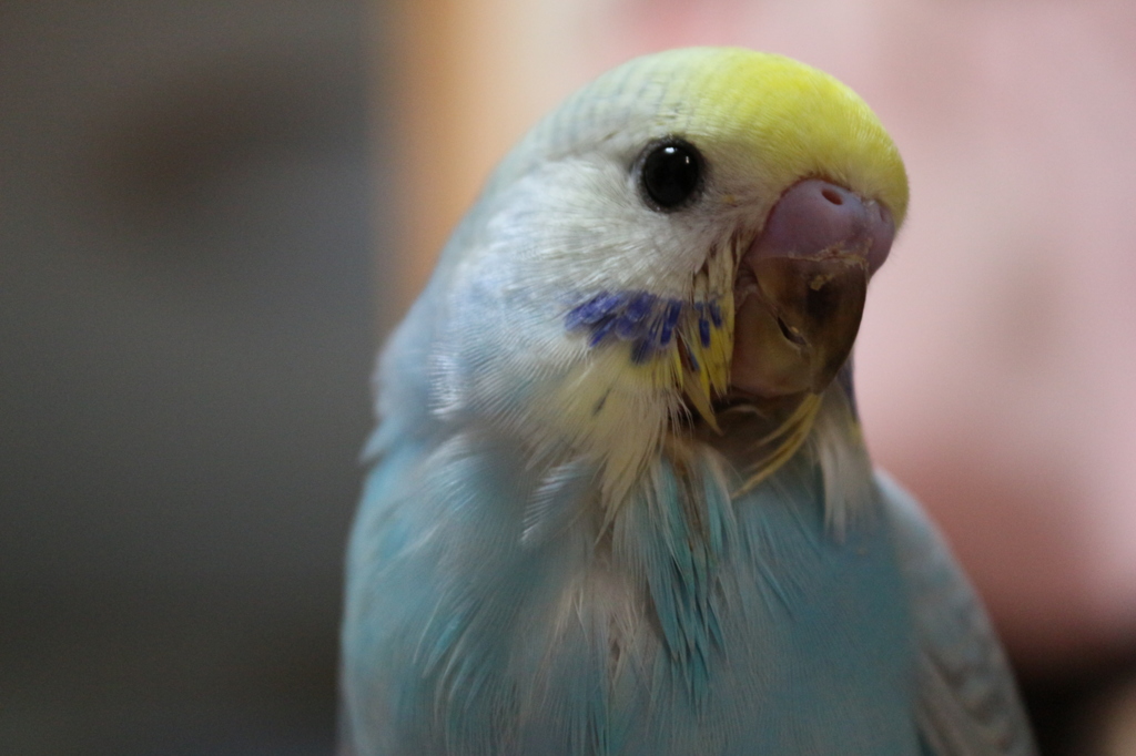 レインボーセキセイインコ