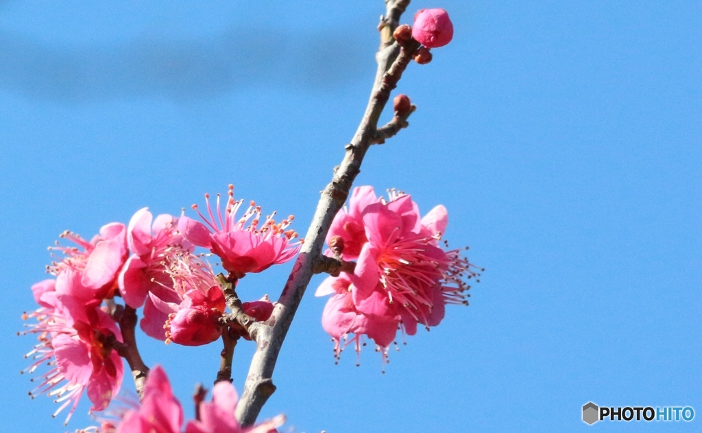 梅の花