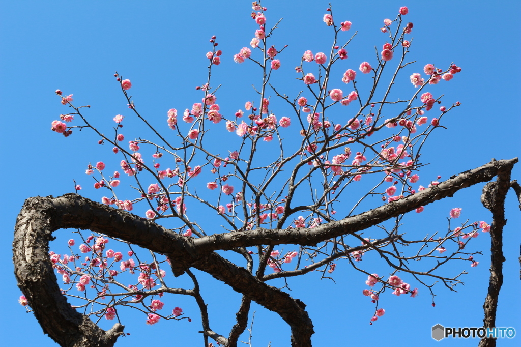 梅の花
