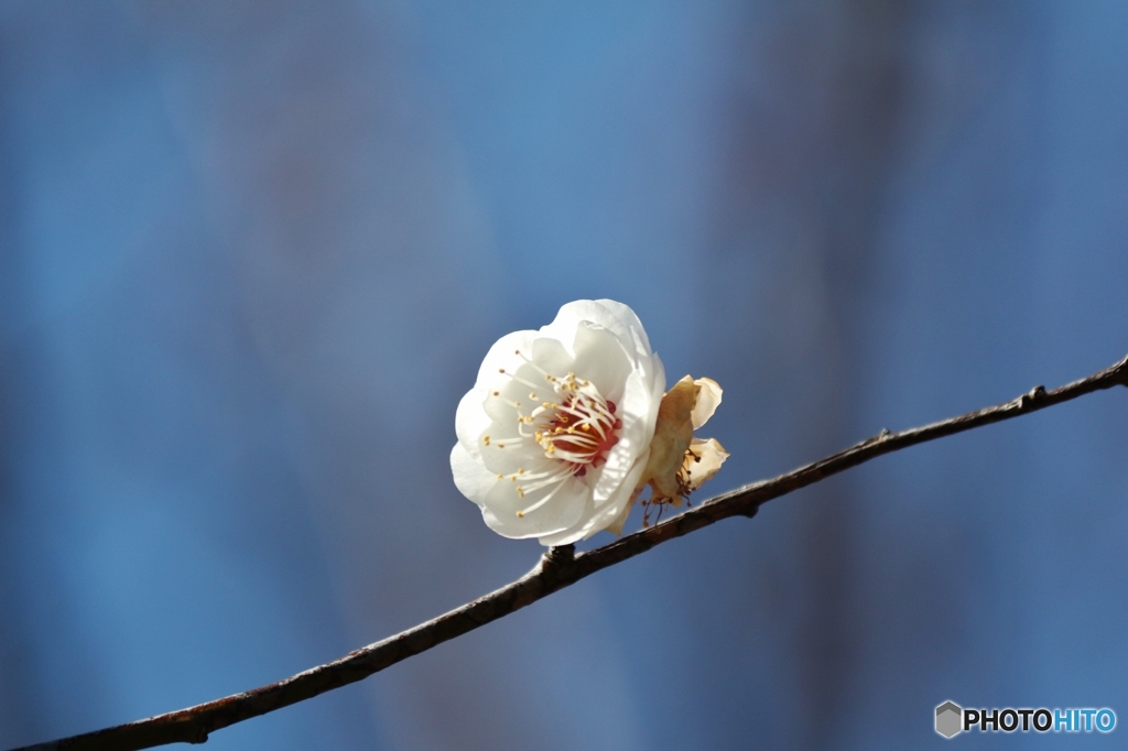 梅の花
