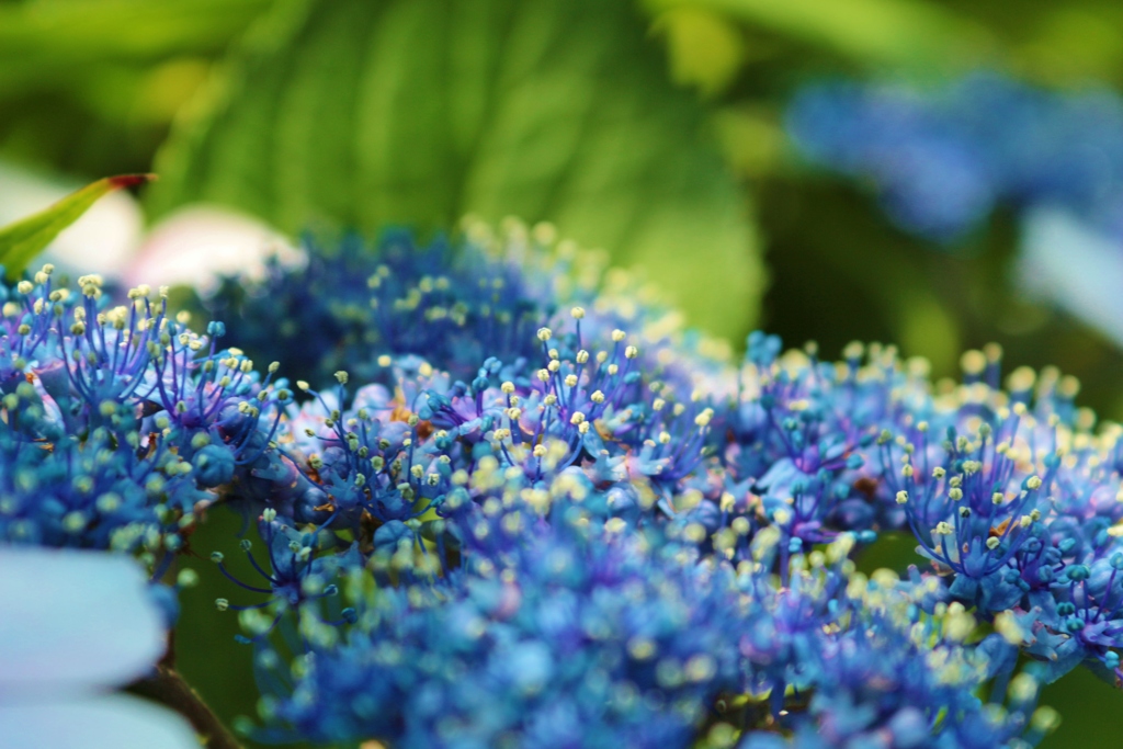 紫陽花の花