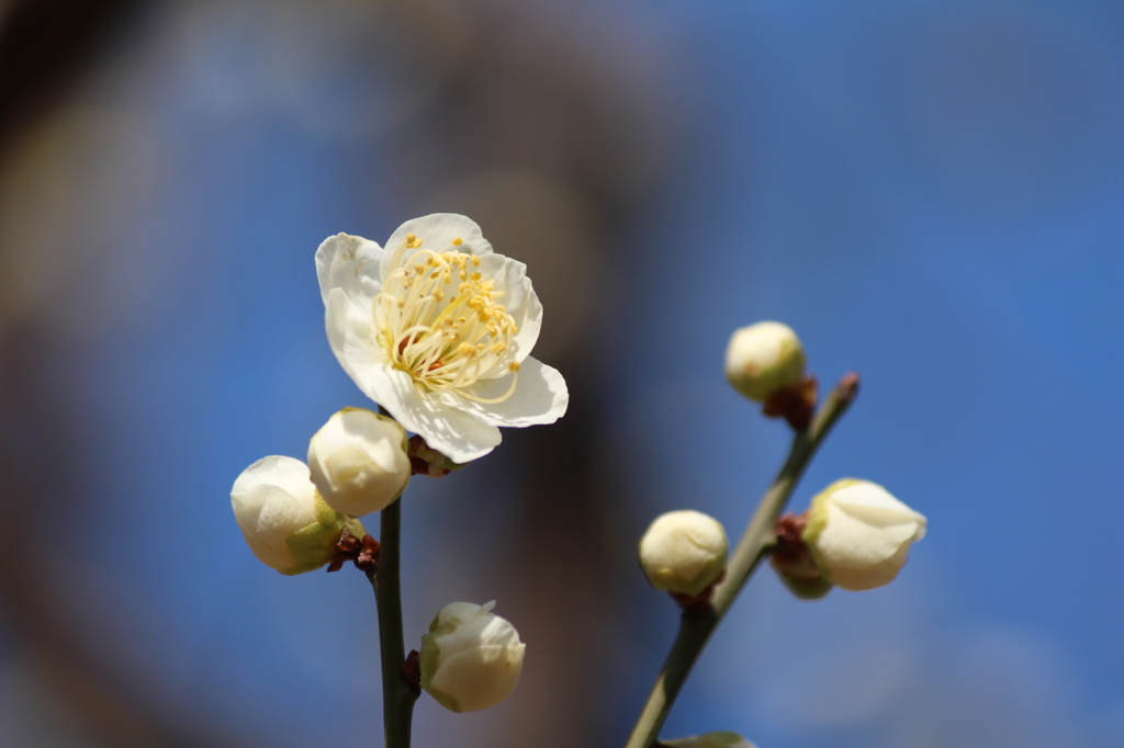梅の花