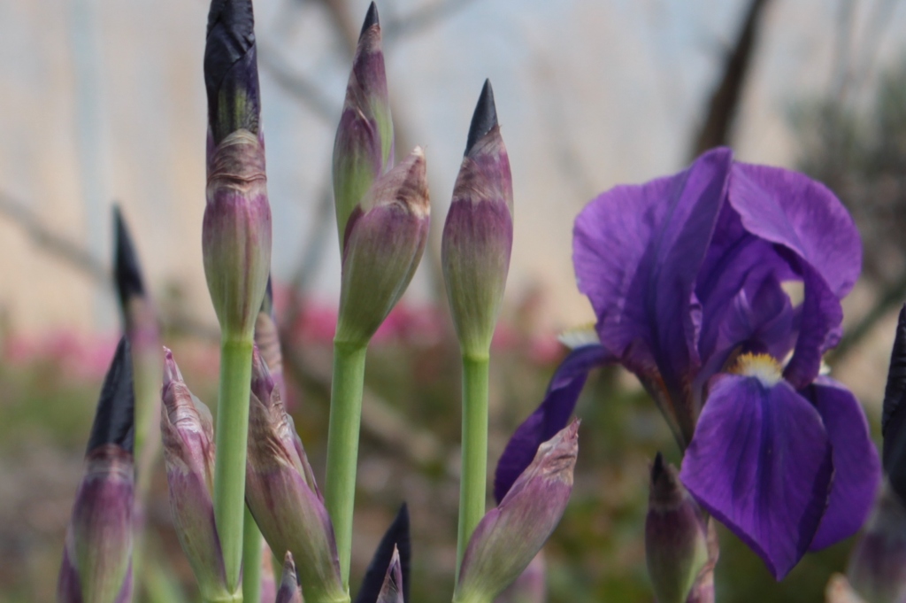 あやめの季節ですね