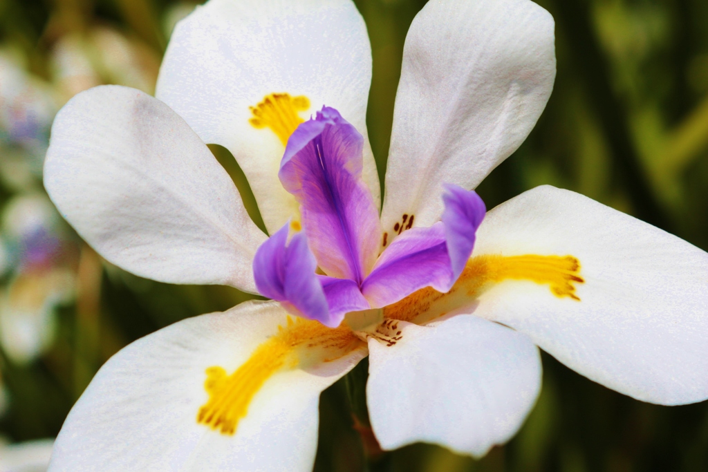 きれいな花