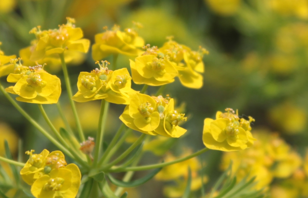 ちょっとくさい菜の花