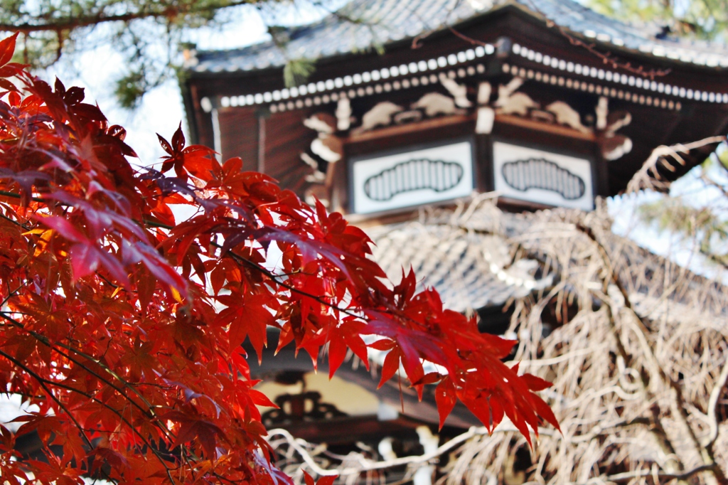 やっと紅葉