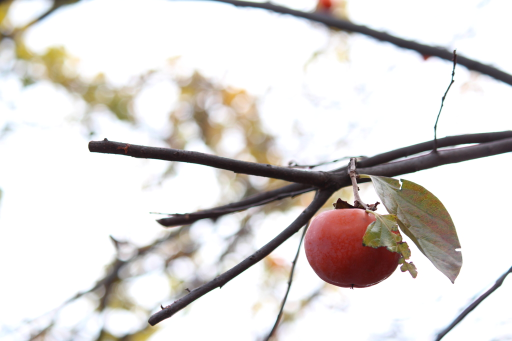 さびしそうな柿