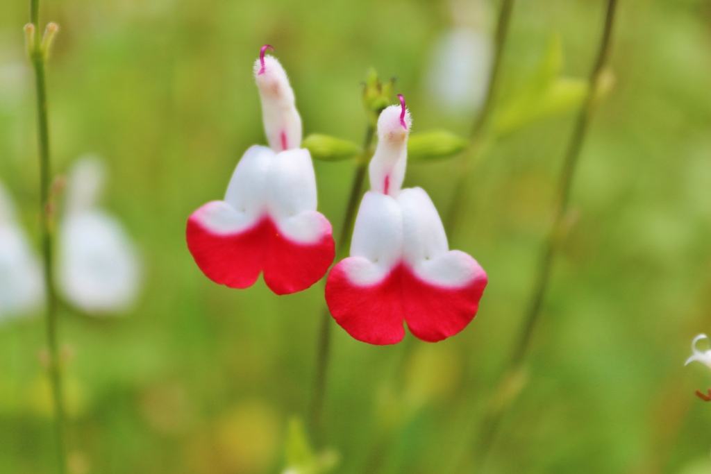 かわいい花