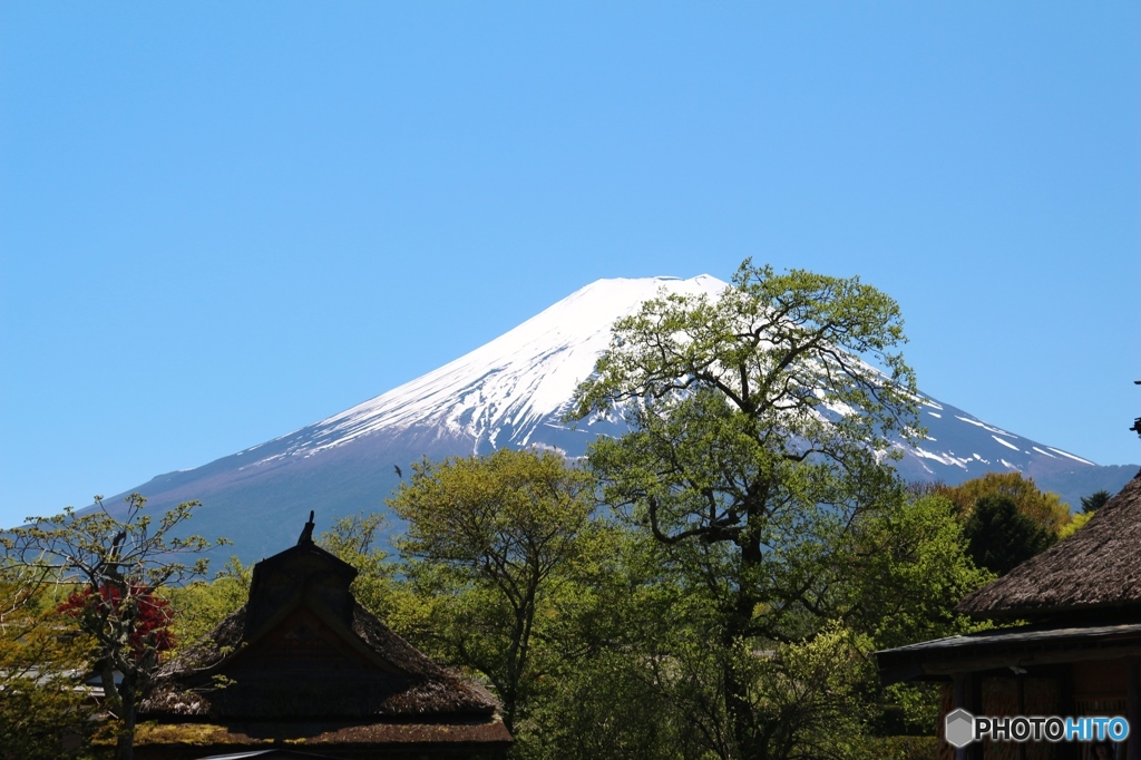 忍野八海からの富士山