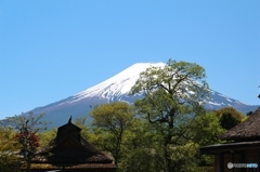 忍野八海からの富士山