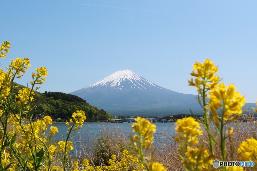 河口湖からの富士山