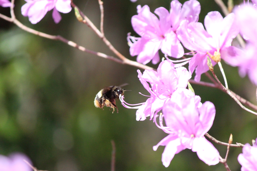 おいしそうな蜜みつけた