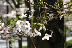 2014桜