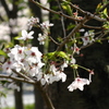 2014桜