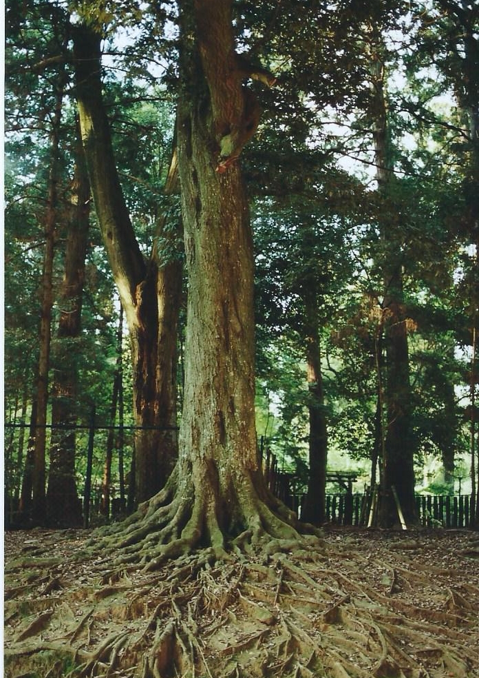 tree