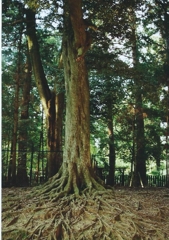 tree