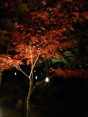 2013.11.17　永観堂