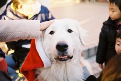 横浜で出会ったクリスマス犬