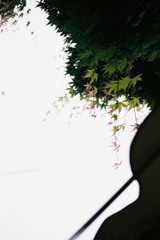 若紅葉