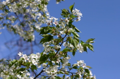 葉桜