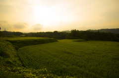棚田