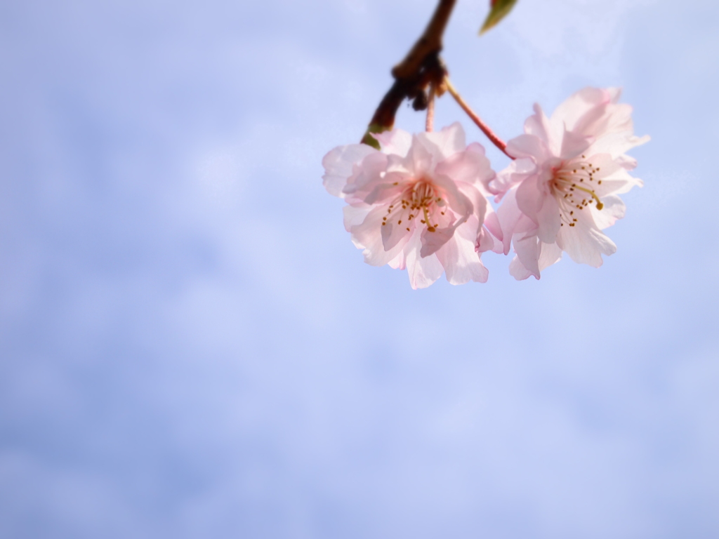 寄り添う桜