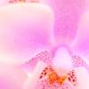 Pink orchid