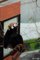 レッサーパンダ
