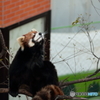 レッサーパンダ