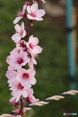 慈雲寺 桃の花