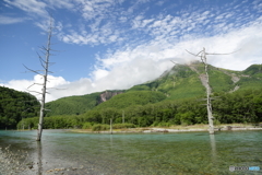 上高地 大正池 立ち枯れ木