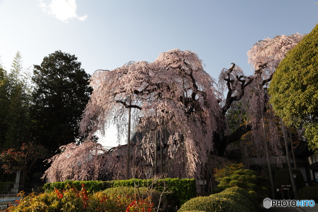 慈雲寺 イトザクラ