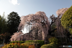 慈雲寺 イトザクラ