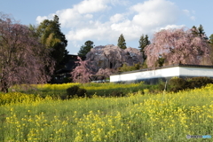 慈雲寺