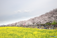 権現堂公園