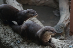 ユーラシアカワウソ