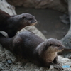 ユーラシアカワウソ