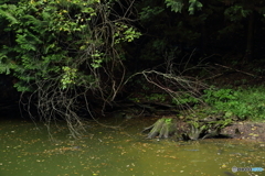 貝喰の池